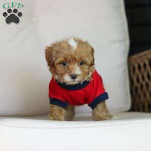 Brady, Cavapoo Puppy